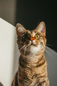 Photograph of a cat looking up in the sun